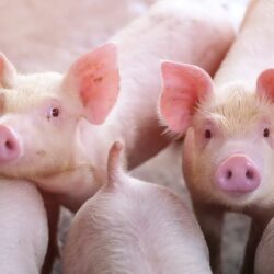 Swine flu spurzine animals threat species